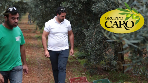 إنريكو كارو بين بساتين الزيتون الصقلية التابعة لـ Gruppo Caro